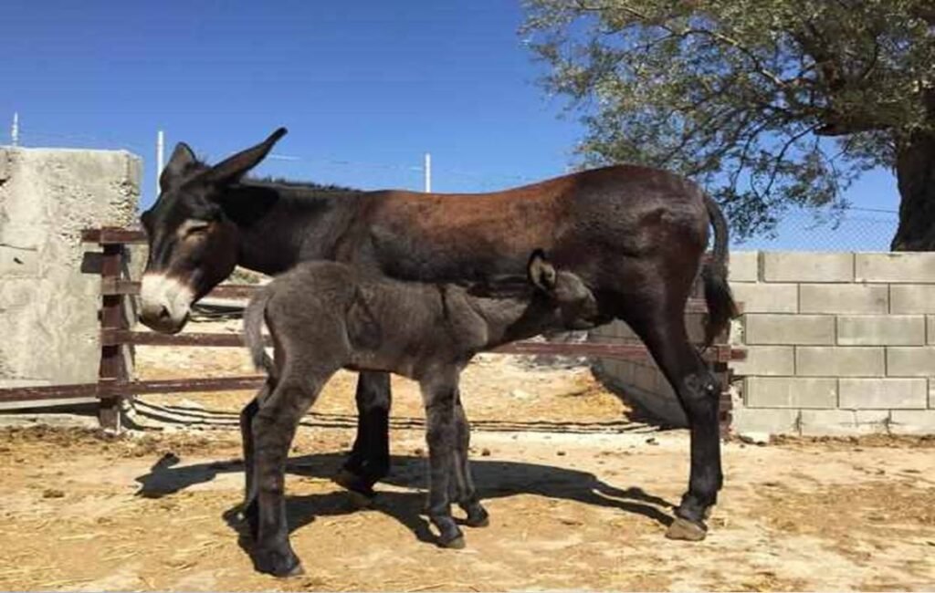 The May Donkey Festival In Skarinou Cyprus