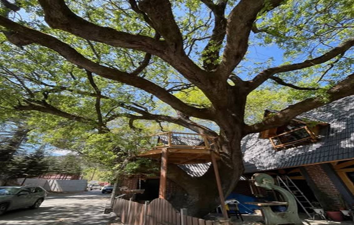 The Great Oak Tree Of Kampos Tis Tsakkistras Cyprus