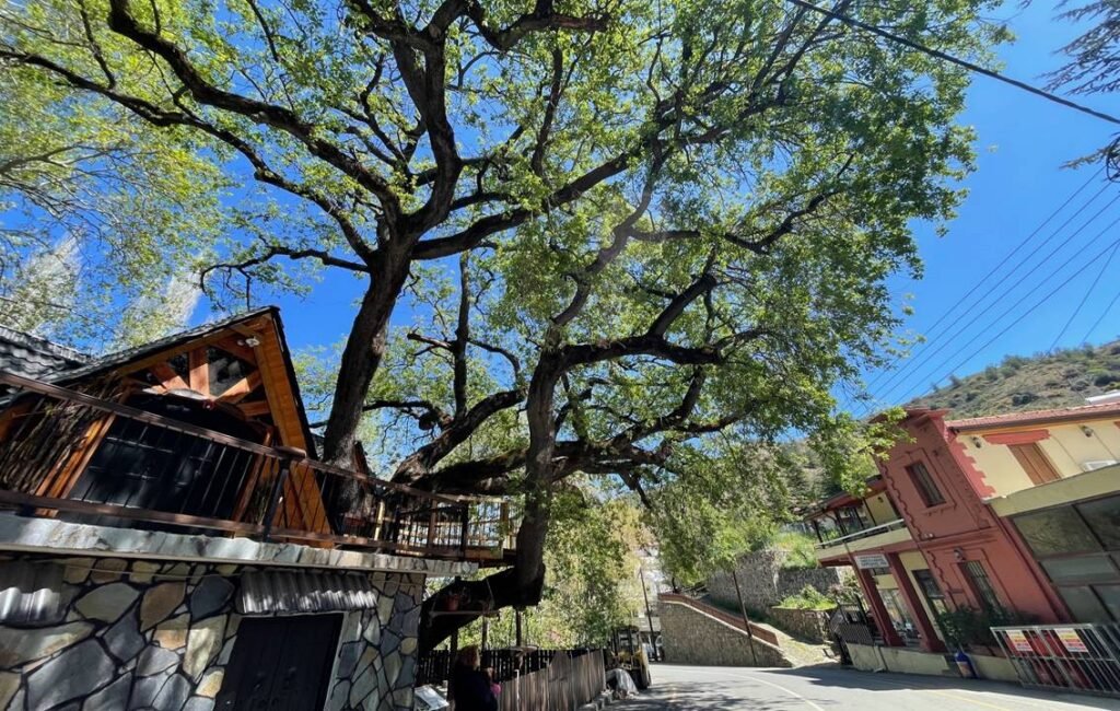 The 350 Year Old Oak Tree Of Kampos Tis Tsakkistras Cyprus