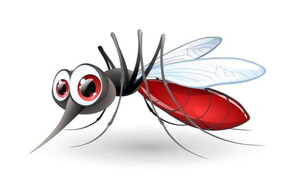 Cyprus Mosquitoes