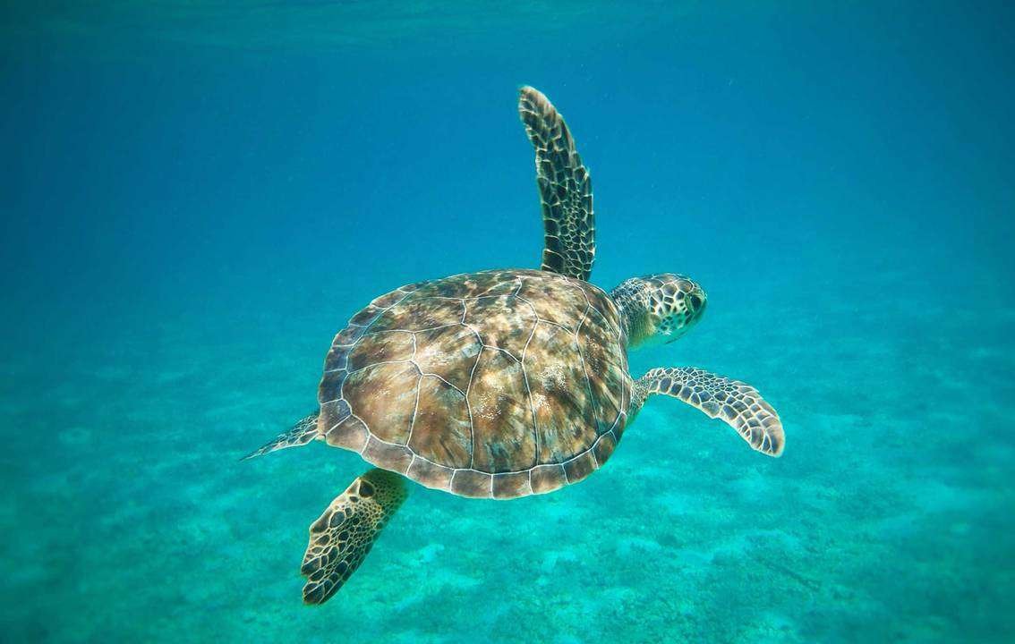 The Cyprus Sea Turtles