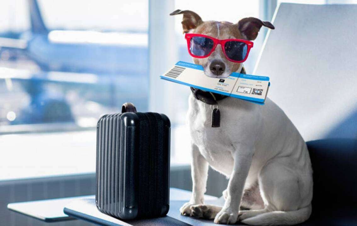 Air Pet Travel To Cyprus