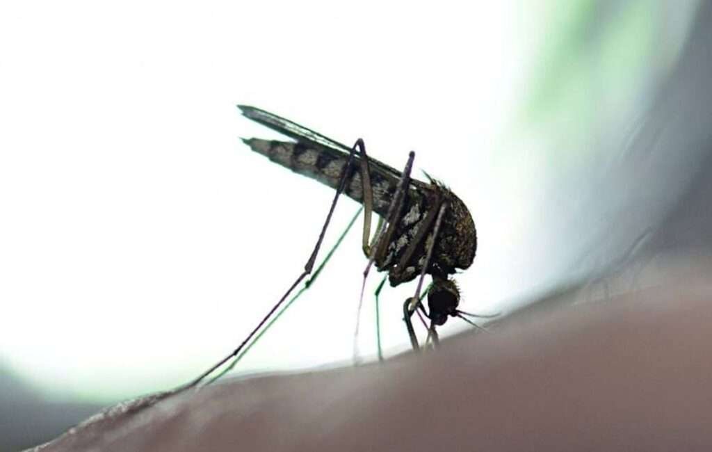 Mosquito Clusters Discovered In Cyprus