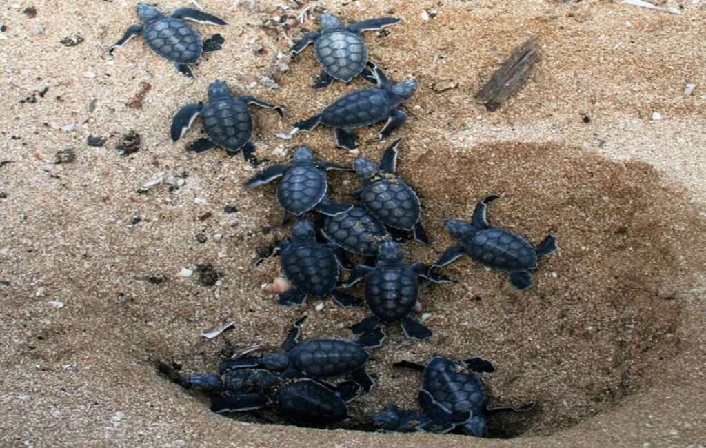 Sea Turtle Hatchlings In Cyprus