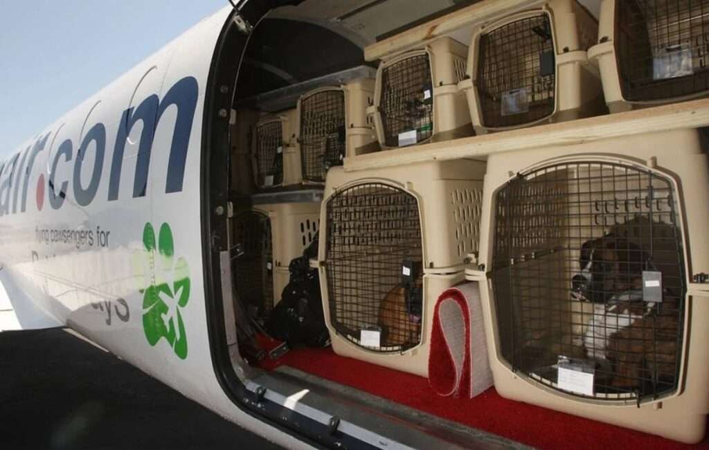 Hold Area For Animal Air Travel
