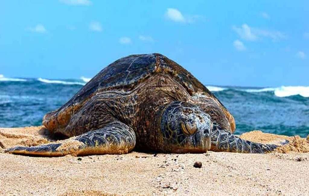 A Sea Turtle Laying Its Eggs On the Beach in Cyprus