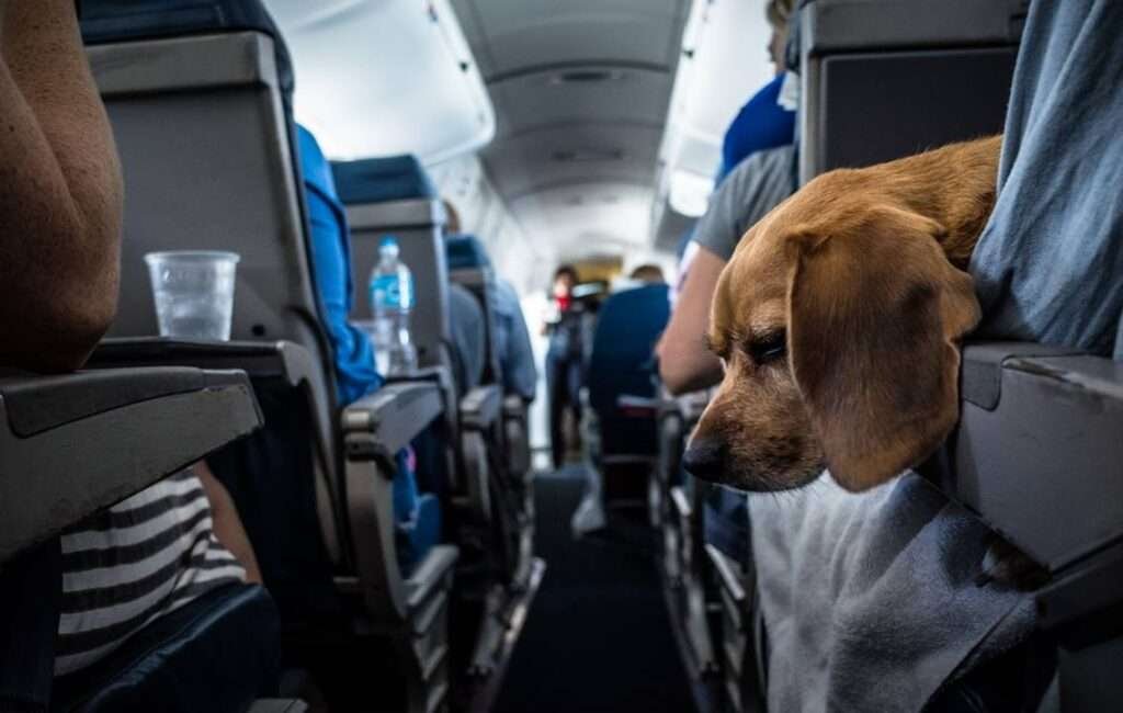 Pets up To 10KG Can Travel in Air Cabins