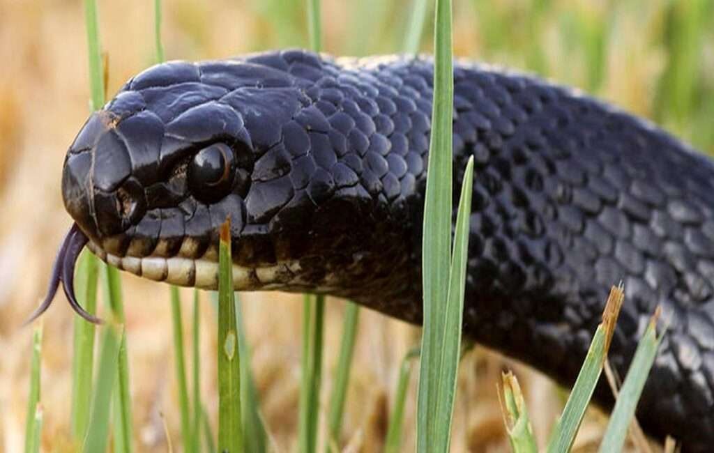 An Adult Cyprus Whip Snake