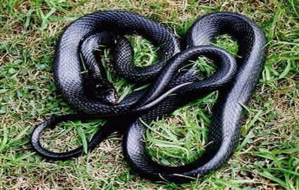 A collective of Cyprus Whip Snakes
