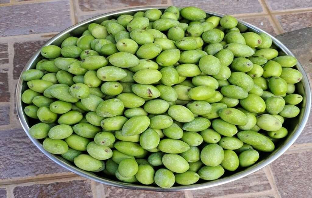 Freshly Picked Cyprus Olives