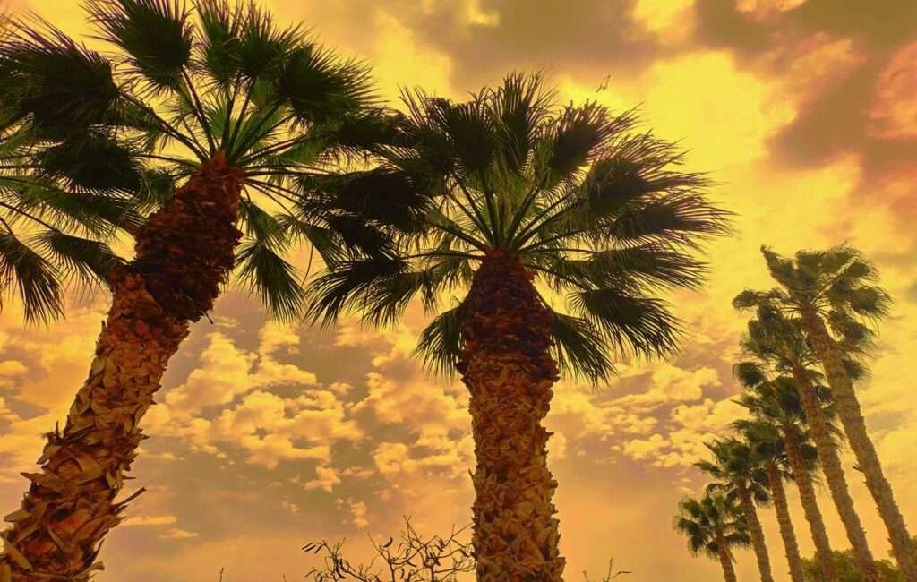 Sun Setting Against Palm Trees In Cyprus