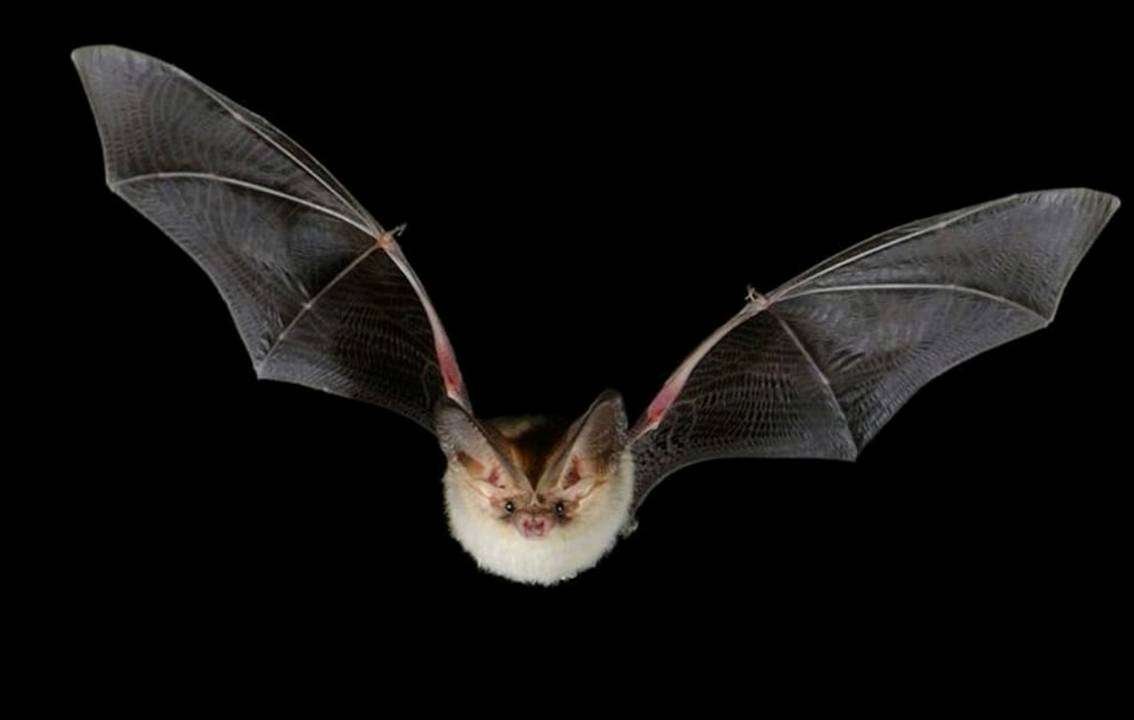 The Cyprus Fruit Bat