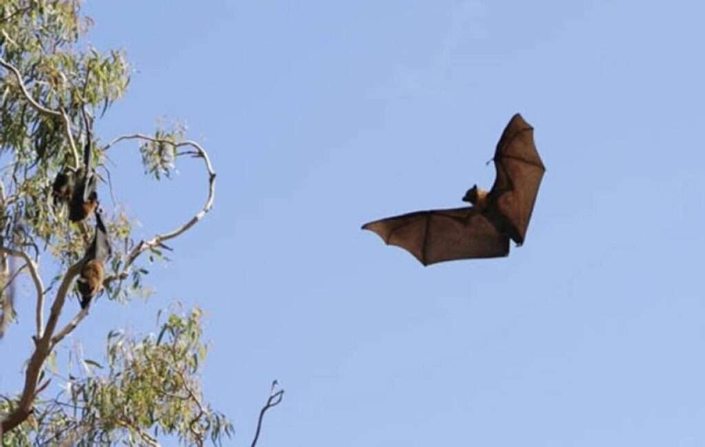 A Cyprus Fruit Bat