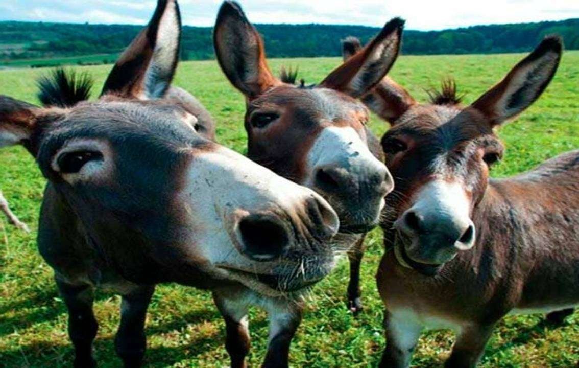 Cyprus Donkeys
