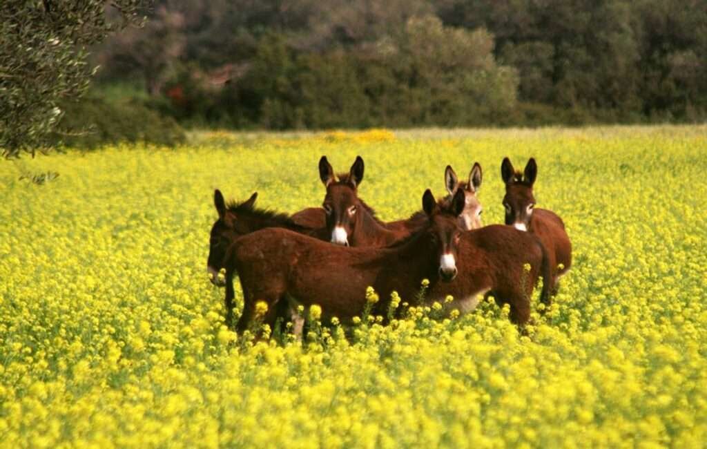 Donkeys In Cyprus
