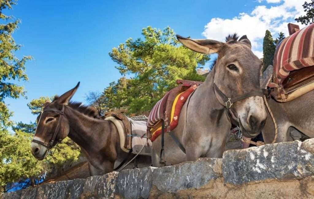 The Changing Role Of The Cyprus Donkey