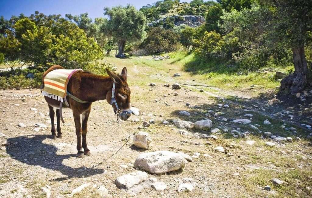 The Cyprus Donkey Is An Endangered Species