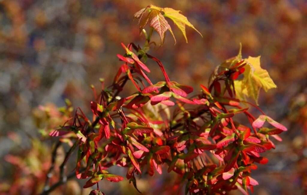 The Cyprus Maple Tree