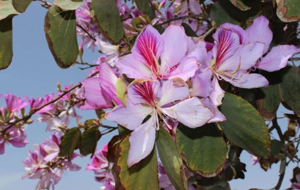 Bauhinia Orchard Tree In Cyprus