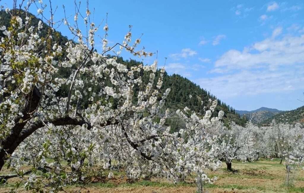 Cyprus Cherry Tree