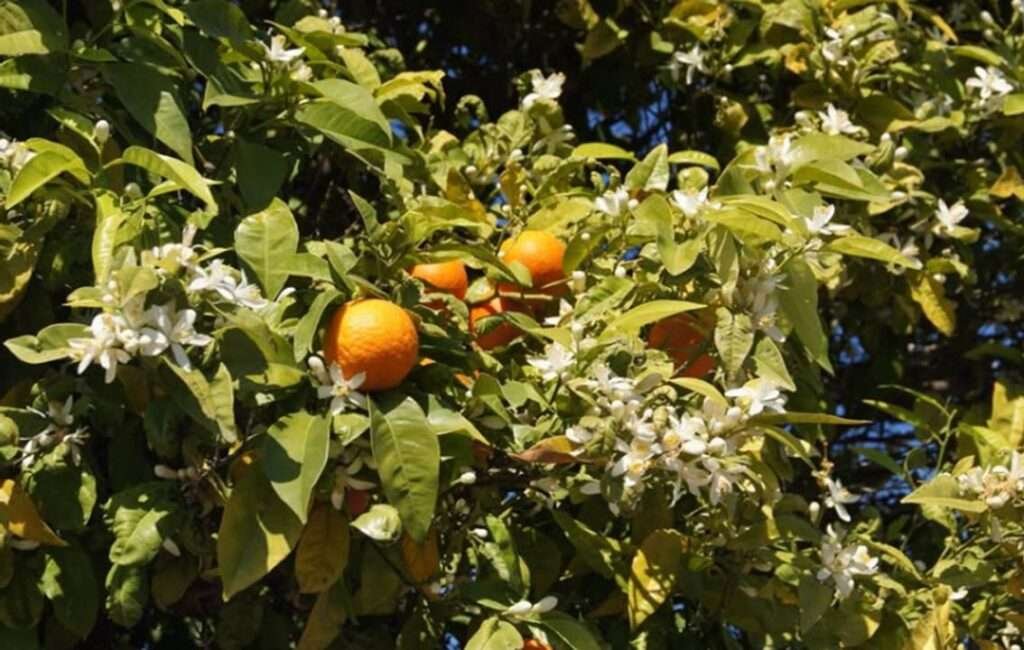 Cyprus Bitter Orange Trees