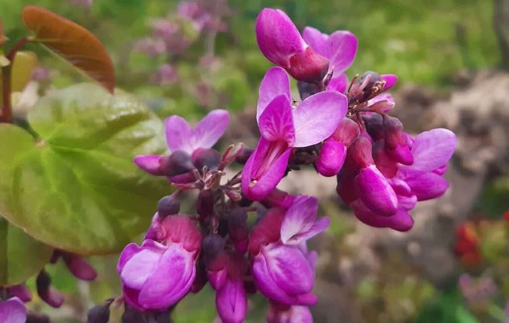 Cyprus Judas Tree In Blossom