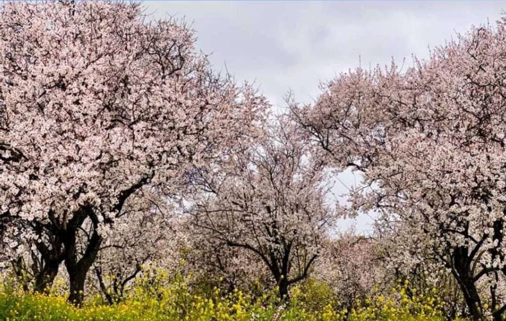 CCyprus Almond Trees