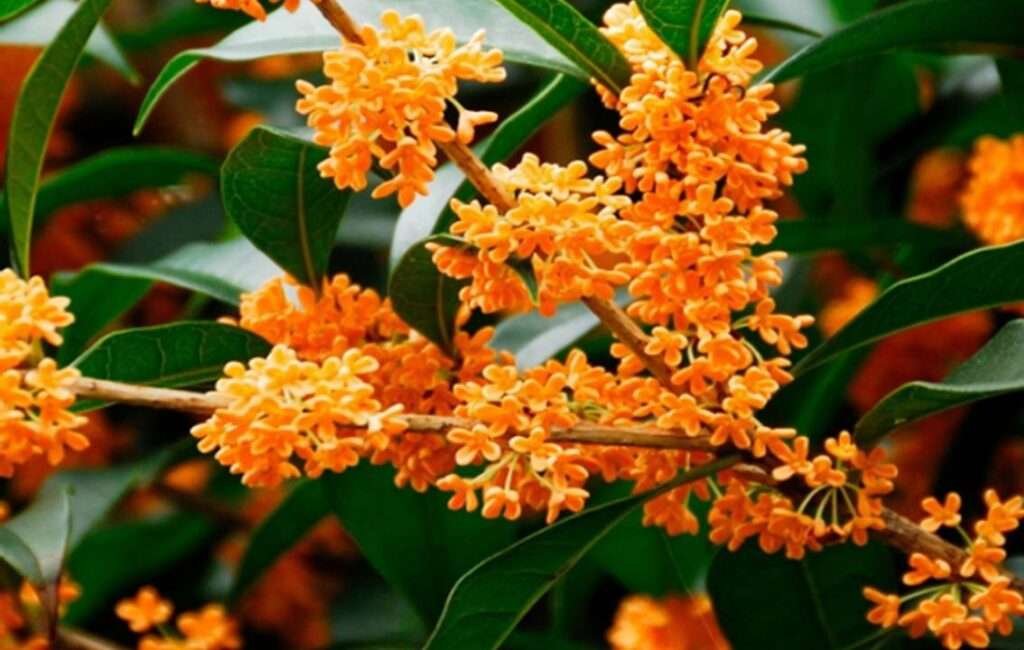 Cyprus European nettle Tree