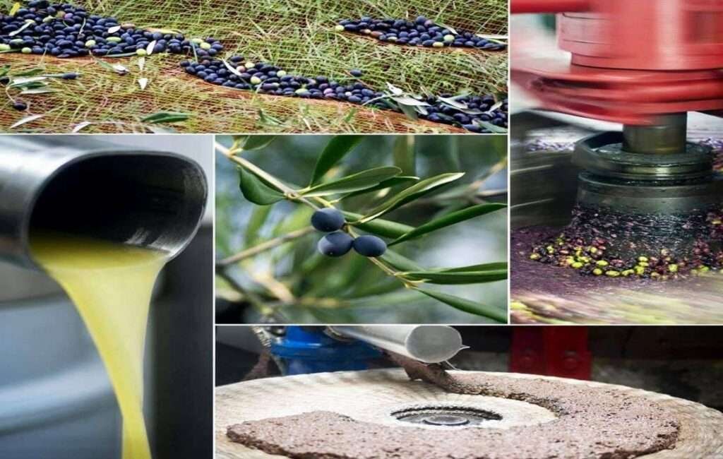 Cyprus Olives & Olive Oil