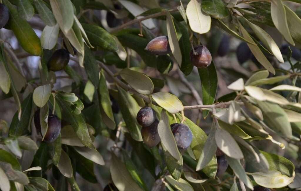 A Cyprus Olive Tree