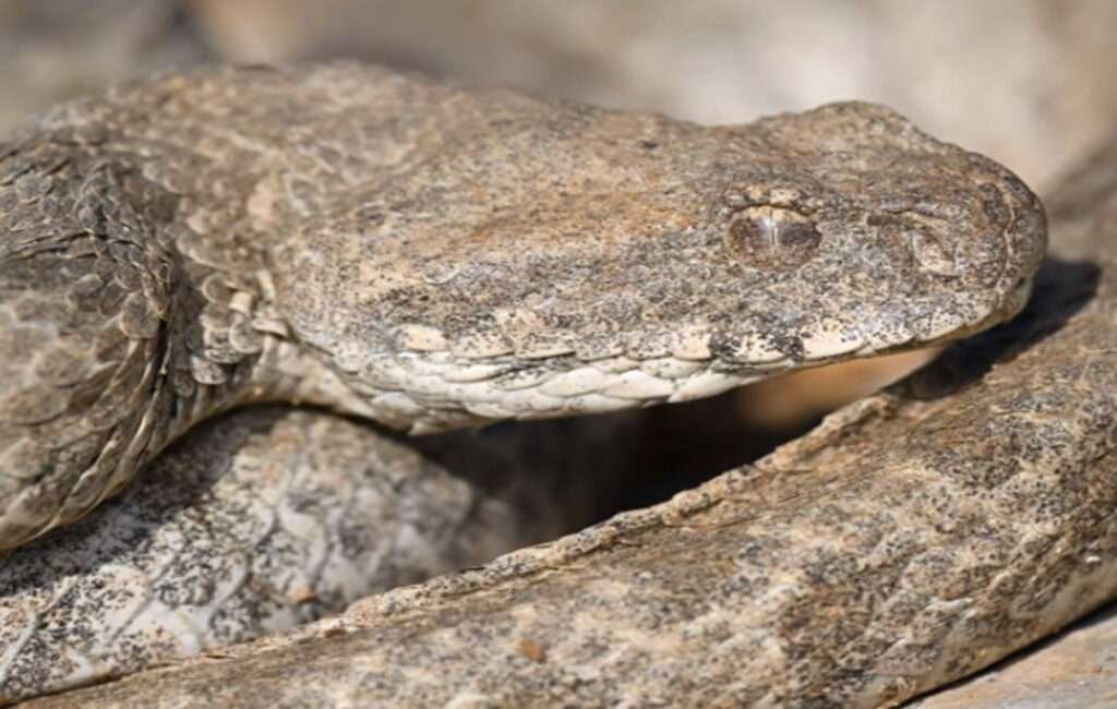 A Cyprus Bluunt Nosed Viper
