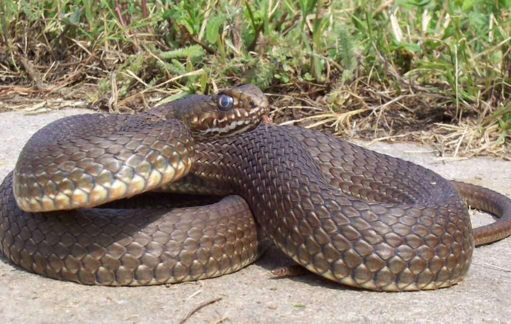 A Cyprus Montpellier Snake