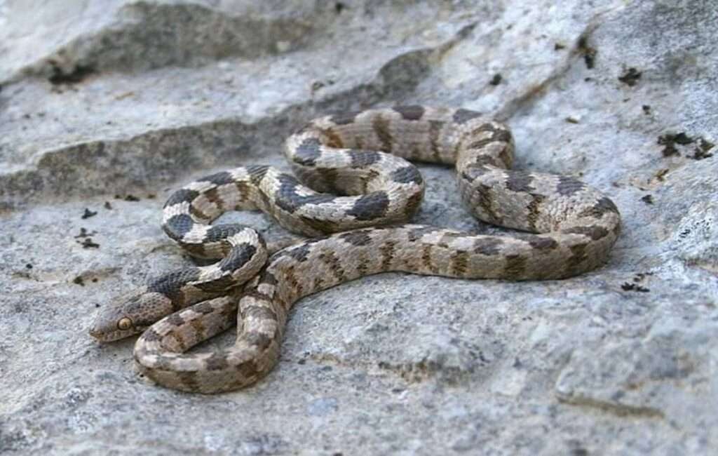 The European Cat SNake In Cyprus
