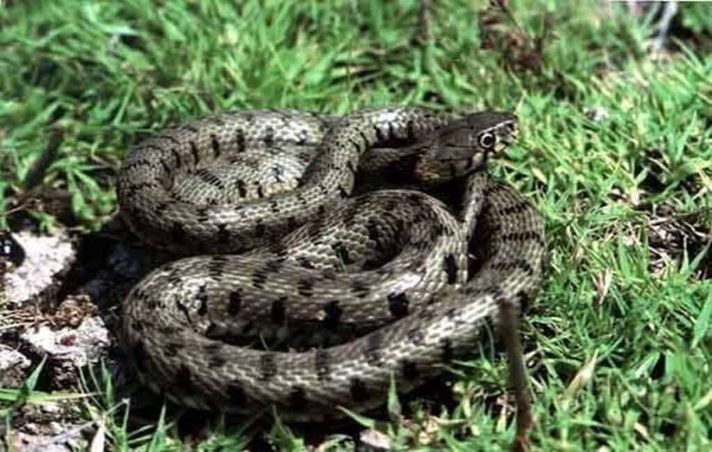 The Cyprus Whip Snake