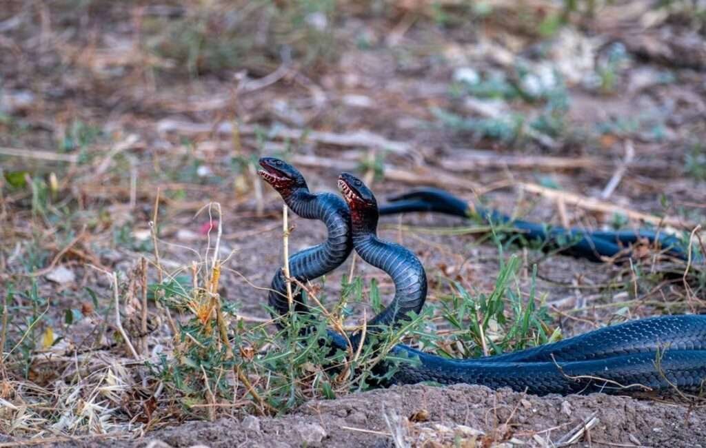 The Black Whip Snake In Cyprus