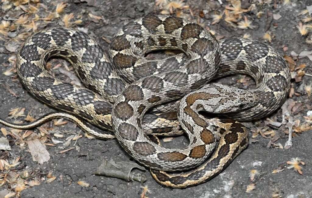 Coin Snake In Cyprus