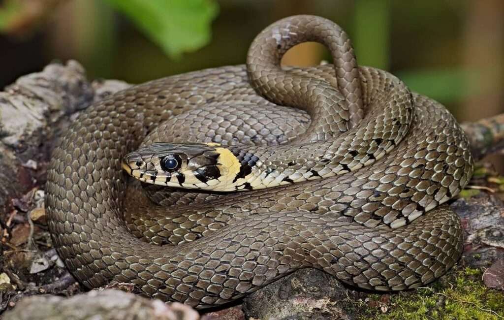 The Cyprus Grass Snake