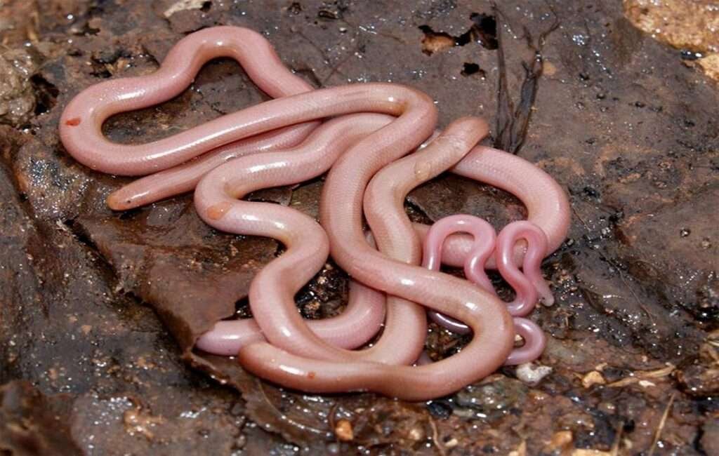 Pink Worm Snake In Cyprus