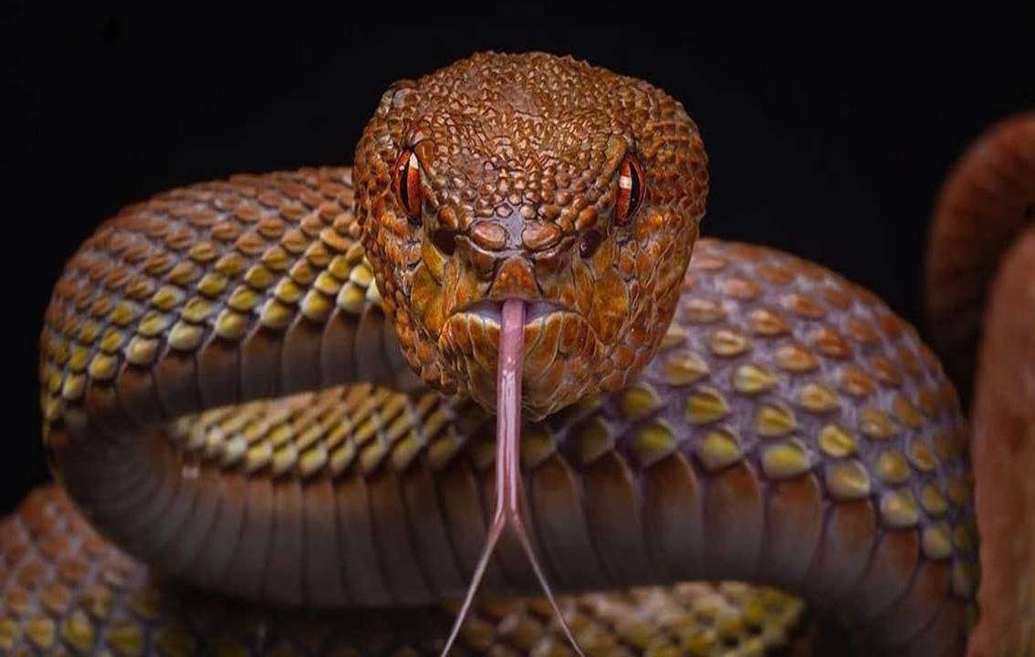 The 8 Cyprus Snake Species