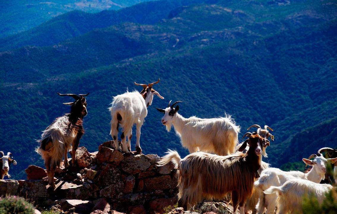 A Typical Example Of Cyprus Goats