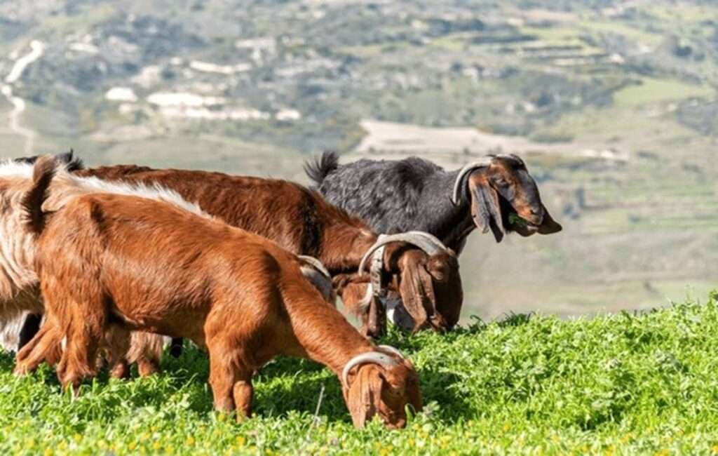 Cyprus Goats Grazing