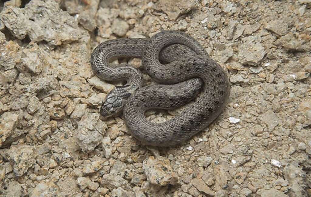 The Cyprus False Smooth Snake