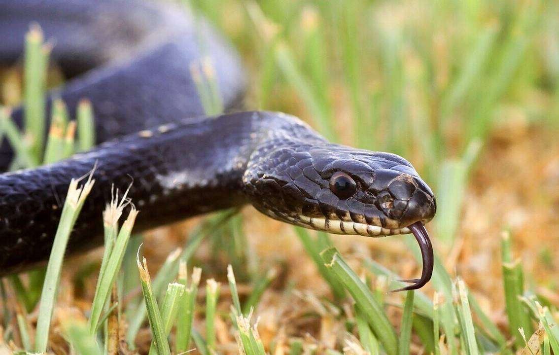 The Large Whip Snake (Coluber Jugularis) In Cyprus