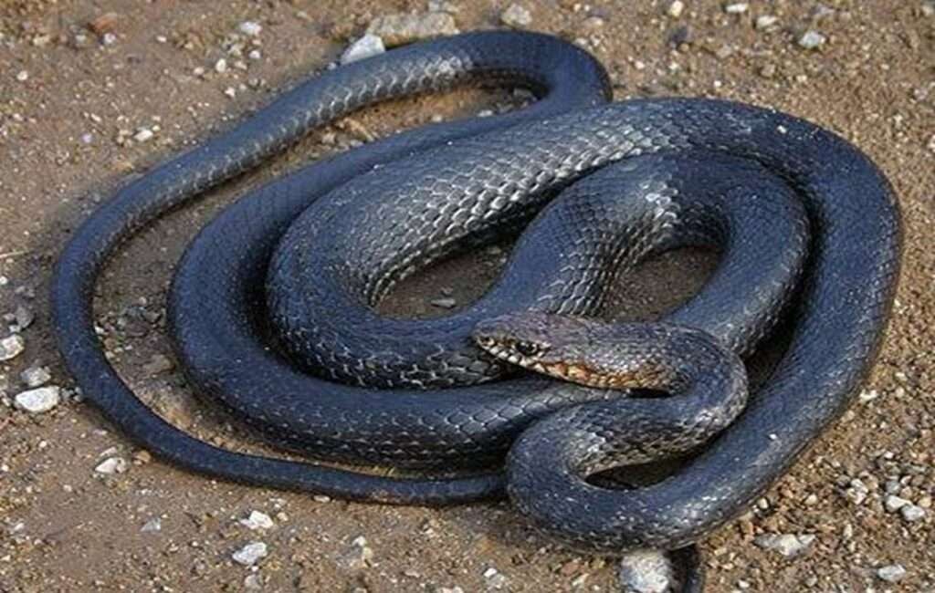 The Large Whip Snake (Coluber Jugularis) Is The most Encountered Snake In Cyprus