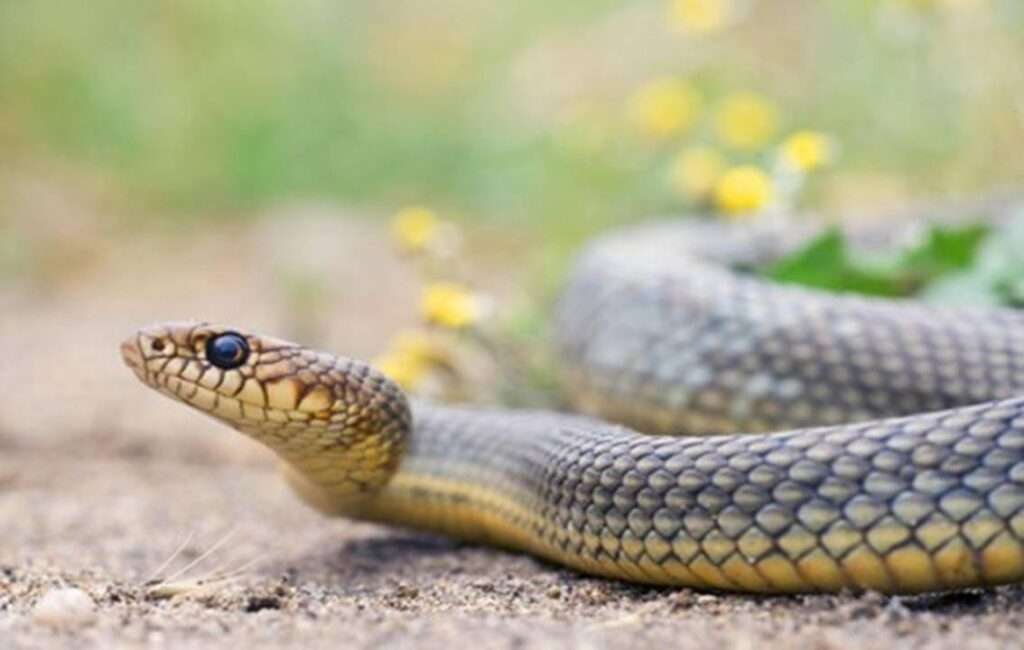 A Juniior Large Whip Snake (Coluber Jugularis) In Cyprus