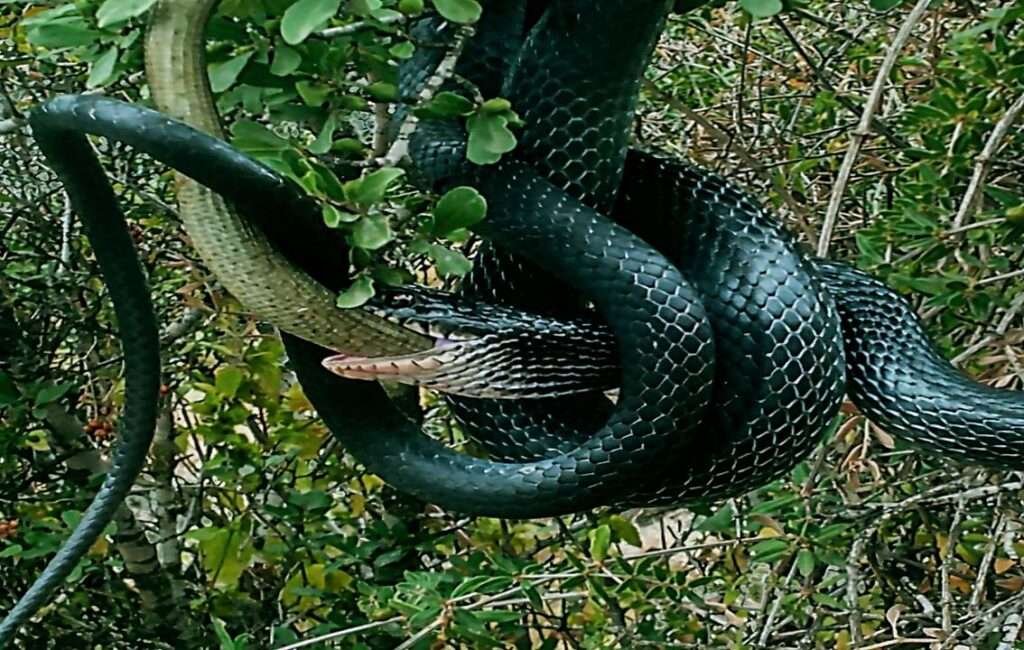 The Large Whip Snake (Coluber Jugularis) Consuming Another Snake