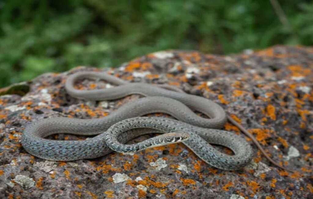 Dhal's Whip Snake In Cyprus