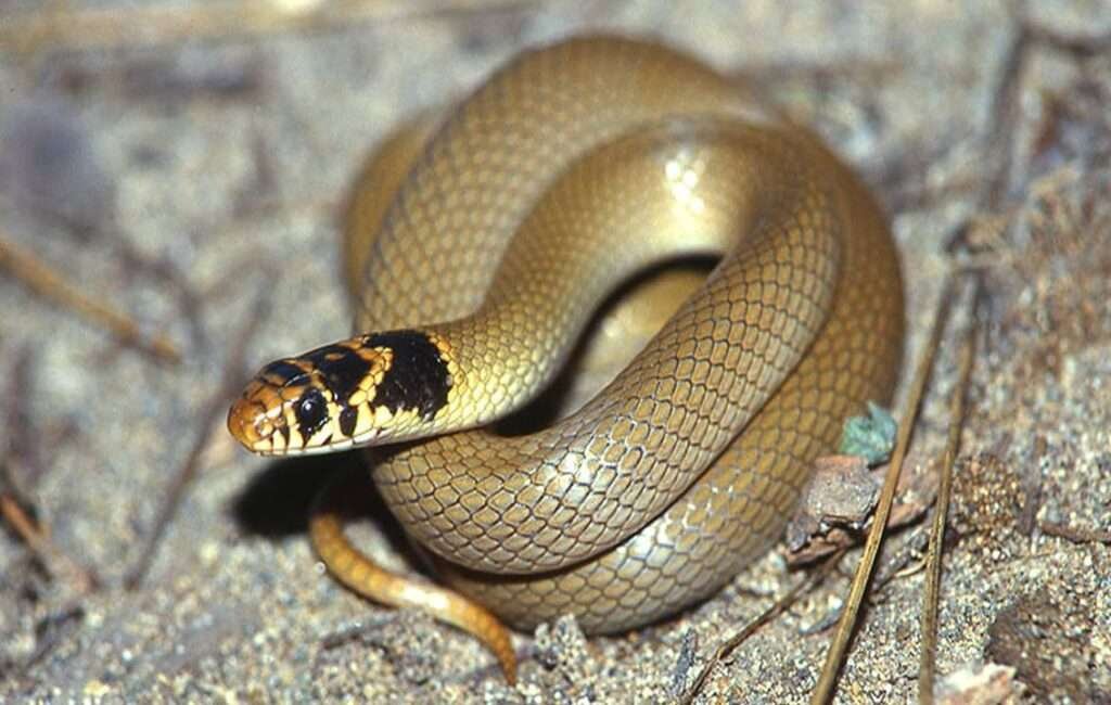 The Ring-Headed Dwarf Snake In Cyprus