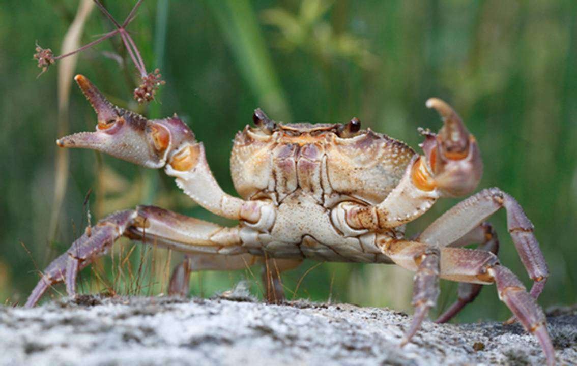 The Freshwater Crab In Cyprus