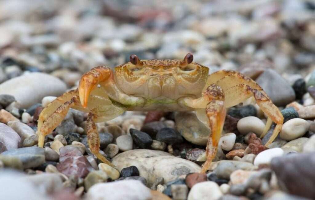 Cyprus Crabs